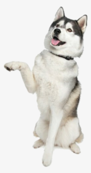 Image - Siberian Husky T-shirt Men - Baby - 4xl #590256