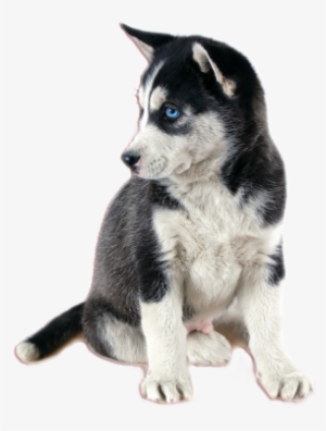 Peri Thepurplefeathers Posted This - Siberian Husky #590275