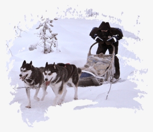 5 Day<br>expedition - Sled Dog Racing #590482