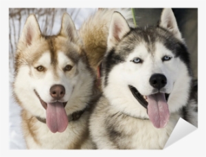 Phân Biệt Husky Và Alaska #590509