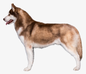Profile Of Siberian Husky - Dog #590624