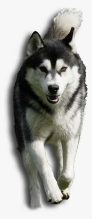 Sakhalin Husky #590646