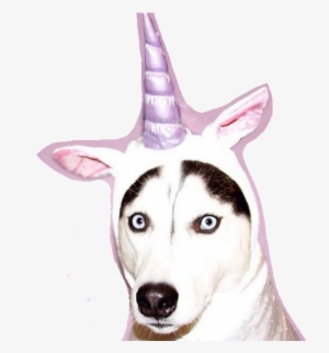 177 Images About Pngs All On We Heart It - Huskies In Unicorn Costume #590693