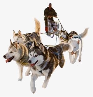 Sled Dog Png Hd Transparent Sled Dog Hd - Sanie Trasa De Caini #590722
