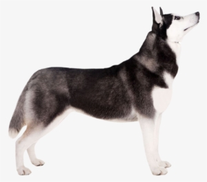 Siberian Husky 19 Oct 2018 - Anjing Png #590726 Siberian Husky 19 Oct 2018 - Anjing Png #590726