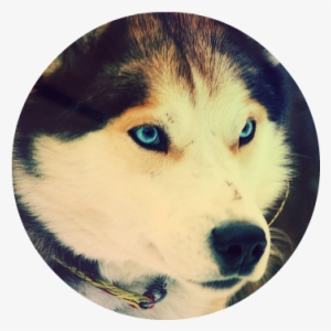 26430 Cute Husky - Red Wolf Husky Hybrid #590750