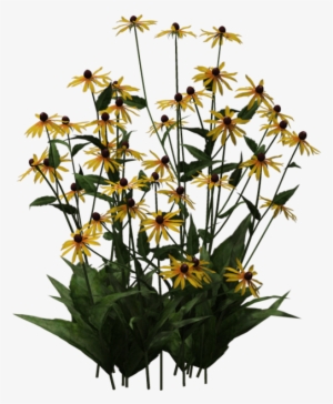 Black-eyed Susan 01 By Wolverine041269 - Black Eyed Susan Png #590773