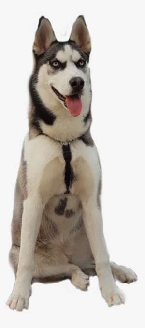 Sticker Challenge Husky Animaleye Dog - Dog #590867