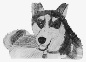 Husky - Siberian Husky #591036