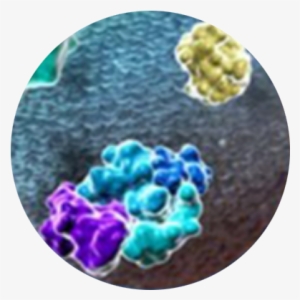 Inflammation & Immunology - Circle #591239