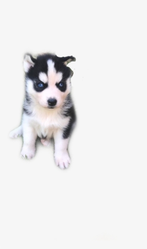 Siberian Husky #591290
