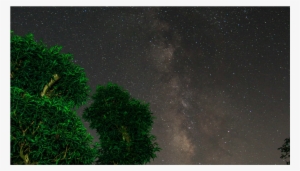 Tree #591547