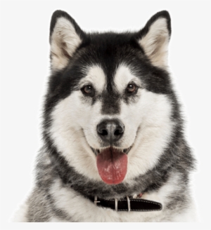 Alaskan Malamute - Alaskan Malamutes Health #591550