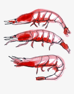 Amazon Fresh - Design #591797