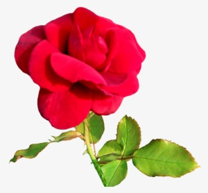 Rose Clipart Rosebud Pink - Love You Pink Rose Heart Images Gif #591801