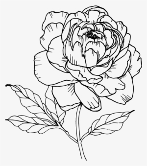 Single Peony Flower Illustraiton #592010 Single Peony Flower Illustraiton #592010