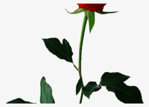Single Red Rose Transparent Background Png Mart - Roses With Transparent Background #592187
