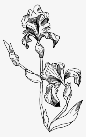 Single Iris Flower Illustration #592305