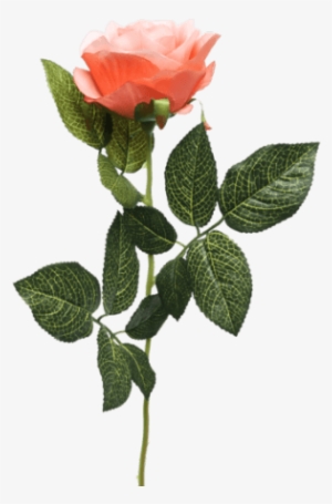 Single Rose Stem Orange - Orange Long Stem Rose Png #592311
