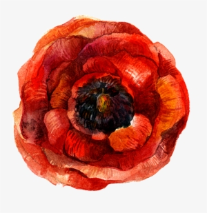 Single Flower Picture Material #592585