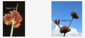 Download Original Image - Artificial Flower #592684