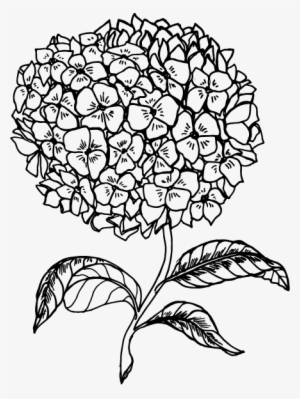 Hydrangea Single Flower Illustration #592830