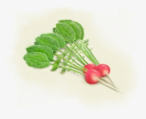 Raddish - Floral Design #593292