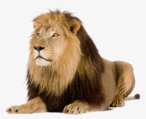 Best Picture Of Lion #593321