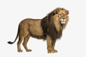 Png Images All File - Lion With A Transparent Background #593470