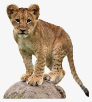 Lion Png Playful Lion Cub At The Foomart - Leão Bebe #593655 Lion Png Playful Lion Cub At The Foomart - Leão Bebe #593655