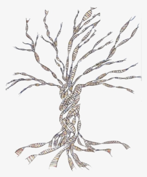 Transparent Dna Family History - Genealogy Dna #595855