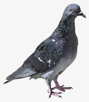Http - //webclipart - About - Com/od/birdorigina1/ss/ - Pigeon Mites #595898