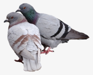 Pigeon Png Pic - Pigeons Png #596122