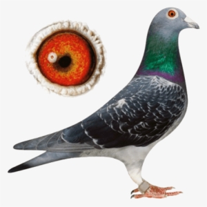 Types Of Pigeons Nicefarming Com - Racing Pigeon Png #596144