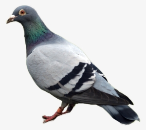 Best Free Pigeon Png Clipart - Pigeon Png #596147