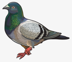 Pigeon Png Clipart #596188 Pigeon Png Clipart #596188