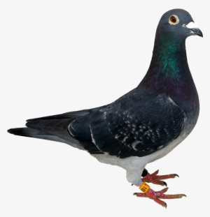Pigeon Png - Pigeon Png Transparent #596212