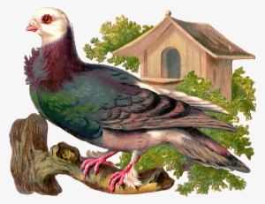 Today We Have A Pigeon Standing On A Limb - Clip Art #596235