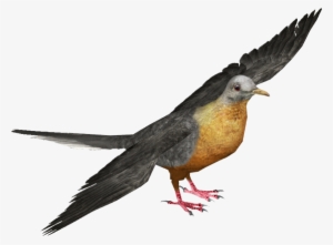 Passenger Pigeon M - Ornate Fruit Dove #596390