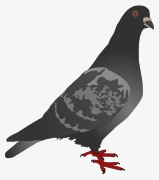 Columbidae English Carrier Pigeon Homing Pigeon American - Pigeon Clip Art Png Black And White #596397