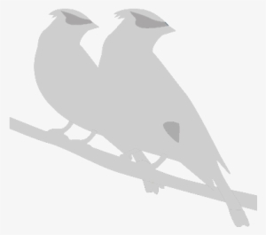 Birdwatching #596512