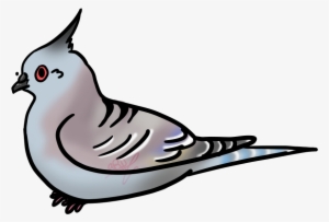 Pigeon Art - Crested Pigeon Drawing #596639
