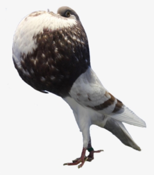 Norwich Cropper Safpa - Osprey #596660