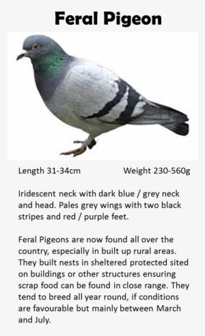 Pigeon - Stock Dove #596744