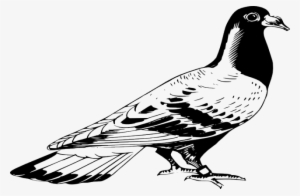Drawn Pidgeons Clipart - Pigeon Black And White Drawing #596746