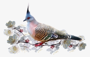 Bird, Pigeon, Blossom, Nature, Spring - Bird #596806