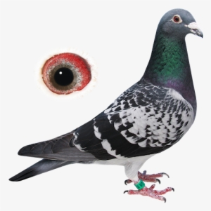 > - Rock Dove #596849