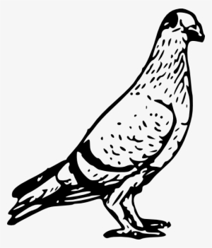 Pigeon Svg Clip Arts 510 X 597 Px #596892