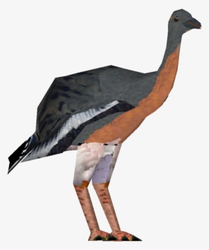 Passenger Pigeon #596949