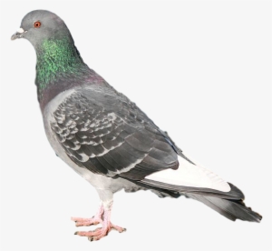 Pigeon - Duif #597051